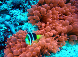 Red anemone & clownfish