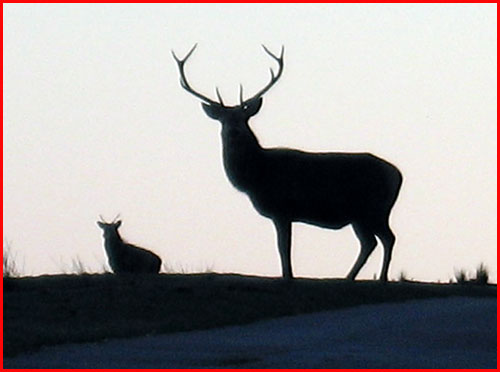 Red Deer