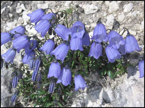 Alpine Bellflower