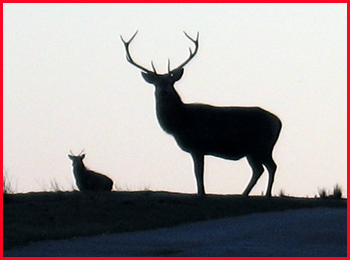 A stag observes us from a distance whilst we wait for Julie and Dave to return from Foinavon