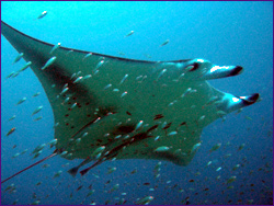 Manta overhead!