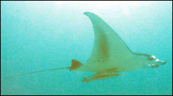Manta ray