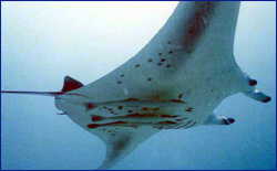 Manta underside