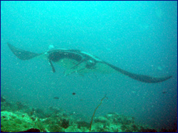Manta feeding