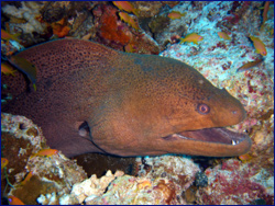 Moray eel
