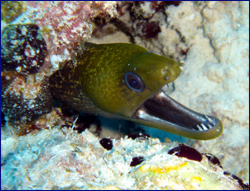 Eel with some sharp teeth