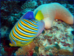 Regal angelfish