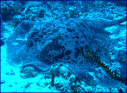 Stingray