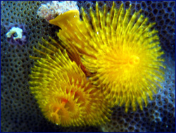 Yellow featherworms