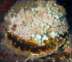 Clam