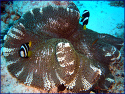 Clownfish on anemone