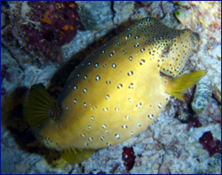 Pufferfish