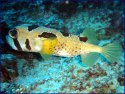 Porcupine pufferfish