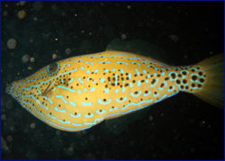 Scribbled filefish
