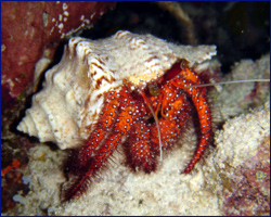Hermit crab