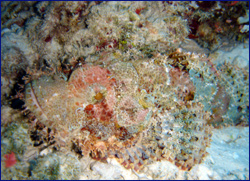Stonefish