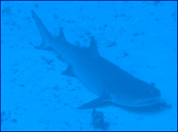 Reef shark