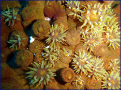 Soft coral