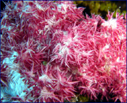 Soft coral
