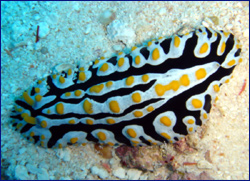 Pyjama nudibranch