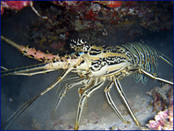 Lobster