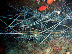 Multiple lobsters