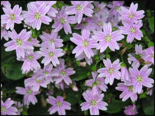 Pink Purslane
