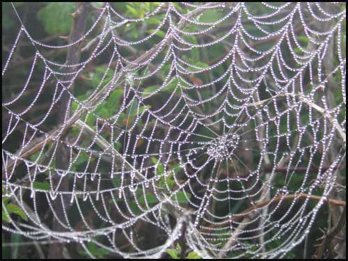 Spiders web in Pembroke