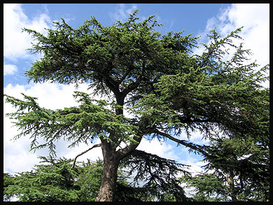 Fir Tree