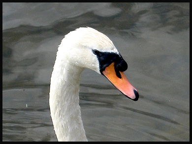 Mute Swan