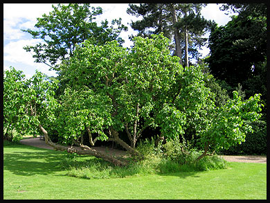 Mulberry Bush