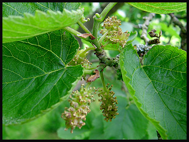 Mulberry Fruit