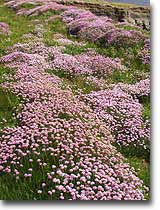 Masses of thrift