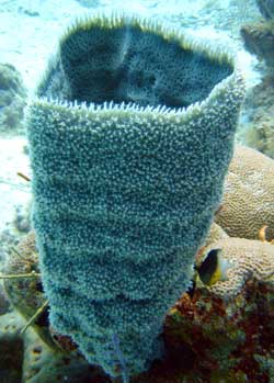 Sponge