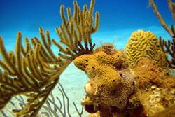 Coral