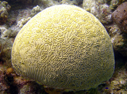 Brain coral