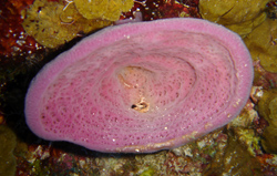 Sponge