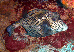 Boxfish