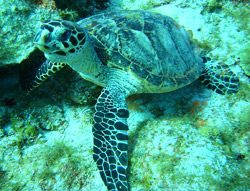 Turtle