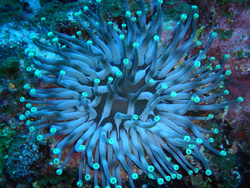 Soft coral