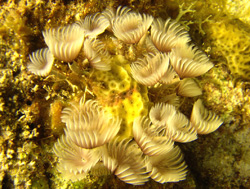 Soft coral