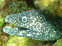 Eel