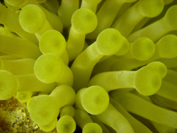 Soft coral