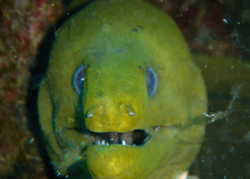 Eel