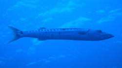 Barracuda