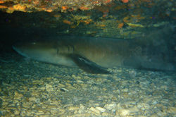 Nurse shark