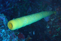 Sponge