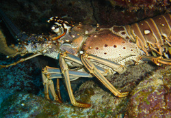 Lobster