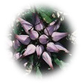 Devil's claw