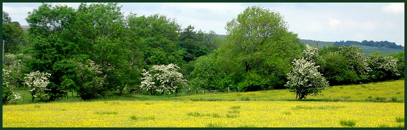 Buttercup field